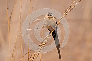 Long-tailed widowbird