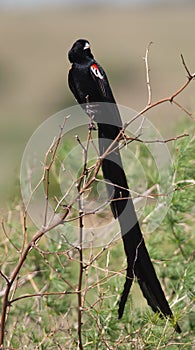 Long-tailed Widowbird on branch