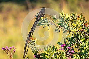 Long-tailed widowbird  Euplectes Progne sitting on a branch, Welgevonden Game Reserve, South Africa.