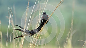 Long-tailed Widowbird in the grass