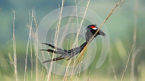 Long-tailed Widowbird in the grass