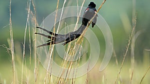 Long-tailed Widowbird in the grass