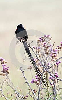 Long-tailed Widowbird on pom pom