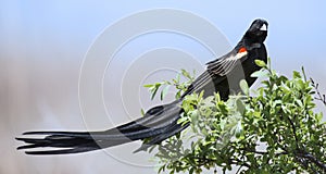 Long-tailed Widowbird sitting on a brush to rest after display f