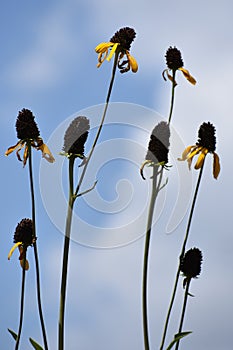 Long Tall Black eyed Laze Susan`s