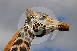 Long tall giraffe