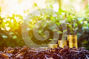 Long-term investment or making money with the right concepts. A plant growth on stack of coins on good soil with sunlight and