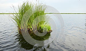 Long-term tussock among northern marsh (delta
