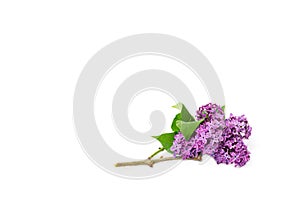 A long thin branch of purple lilac blossom close-up isolated on a white background