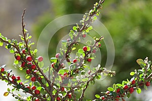 On long thin branches with small leaves, - the fruits of the bush.