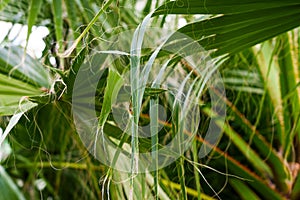 Long thread-like fibers of Washingtonia filifera palm leaf. Tropical tree leaves