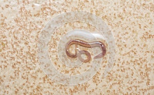 long and tiny red bathroom worm on the wet ceramic tile floor.