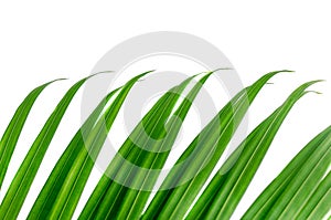 Long tips of palm leaves in row, isolated on white background.