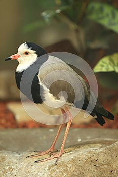 Long-toed lapwing