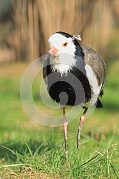 Long-toed lapwing