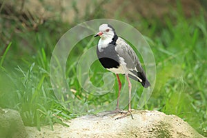 Long-toed lapwing