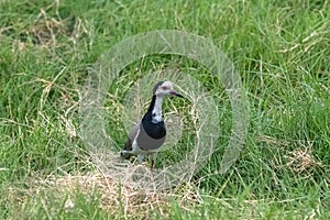 Long-toed lapwing, bird