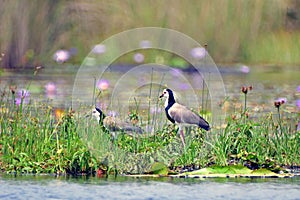 Long-toed lapwing, Mabamba Bay, Uganda