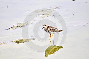 Long-toed stint