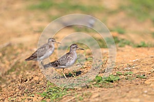 Long-toed Stint