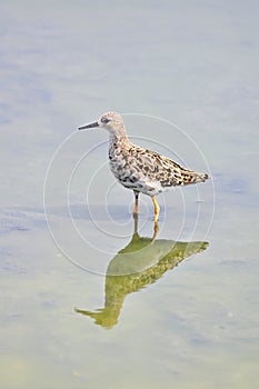 Long-toed stint bird