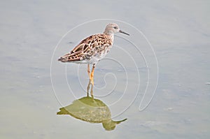 Long Toed Stint bird nature