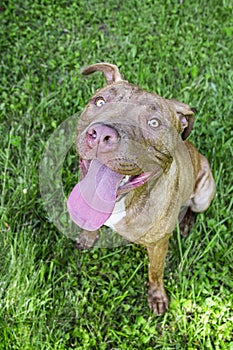 Long tongue pitbull