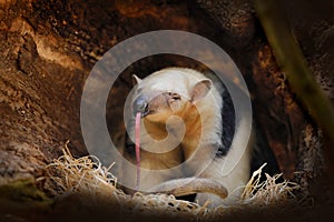 Long tongue. Southern Tamandua, Tamandua tetradactyla, wild anteater in the nature forest habitat, Brazil. Wildlife scene from