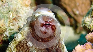 A long tracking shot of a large old reef octopus