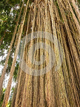 Long trailing aerial or adventitious roots on tree