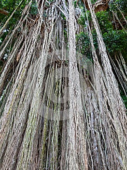 Long trailing aerial or adventitious roots on tree photo