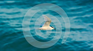 LONG TRAVEL FLYING OF OCEAN TERN