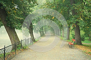 Long tree alley with a footpath in fog