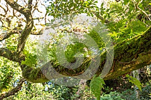 Long tree branch covered in moss and fern