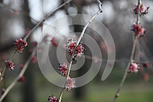 Long tree branches with fluffy purple pink flowers closeup on blurred background. Thin twigs of acacia tree. Springtime in park.