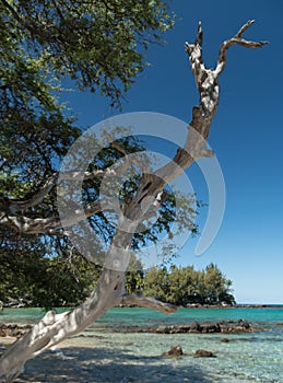 Long tree branches form shades and frame horizon at Puako Beach - 6