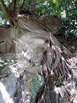 long tree roots from the top of the cliff