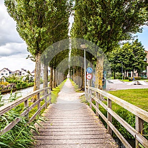 Long trees in park close-up