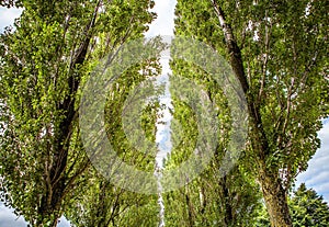 Long trees in park close-up