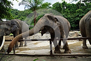 long trunk thai elephant