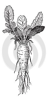 Long Turnip or Brassica rapa var. rapifera, vintage engraving photo