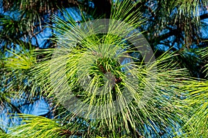 Long twisted and serrated Needles of Red Pine Tree at a sunny summer day. Pinus Resinosa from Pinaceae Family, photo