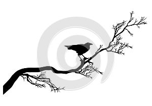 Twisted tree branch and black raven bird vector silhouette