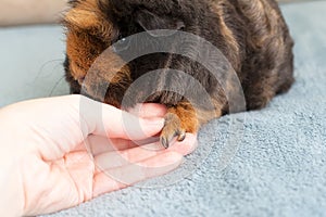 Long un trimmed guinea pig claws on front paw. Maintaining and caring for guinea pigs at home photo