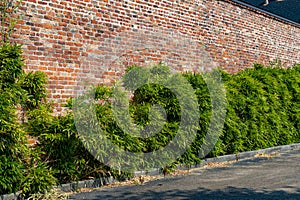 Long view of a tall retaining wall with old rusticated bricks and leafy shrubbery, creative copy space