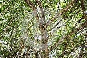 Long vines on a tree