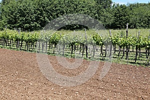 Long vineyards in the Italian hills