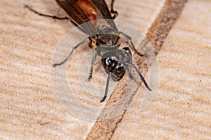 Long-waisted Honey Wasp