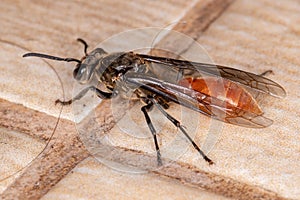 Long-waisted Honey Wasp