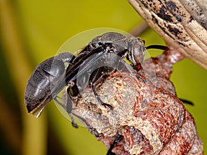 Long-waisted Paper Wasp